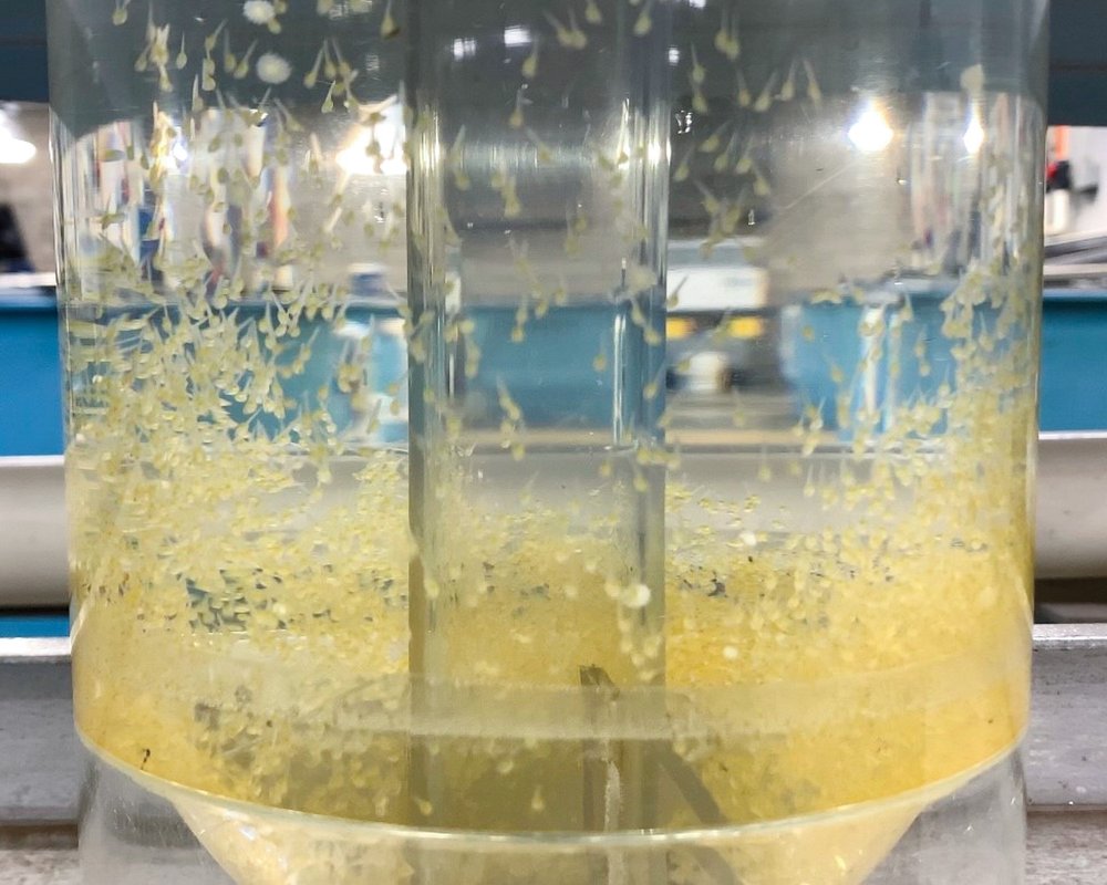 Sharelunker bass eggs in a tank at TFFC