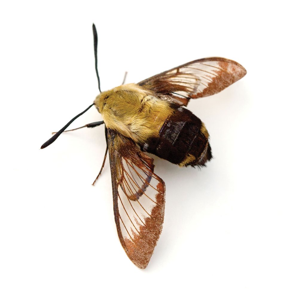 SNOWBERRY CLEARWING (Hemaris Diffinis) moth with a yellow body and black bottom with brown wings