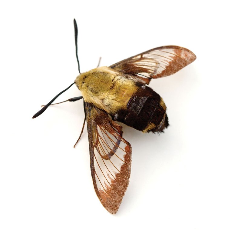 SNOWBERRY CLEARWING (Hemaris Diffinis) moth with a yellow body and black bottom with brown wings