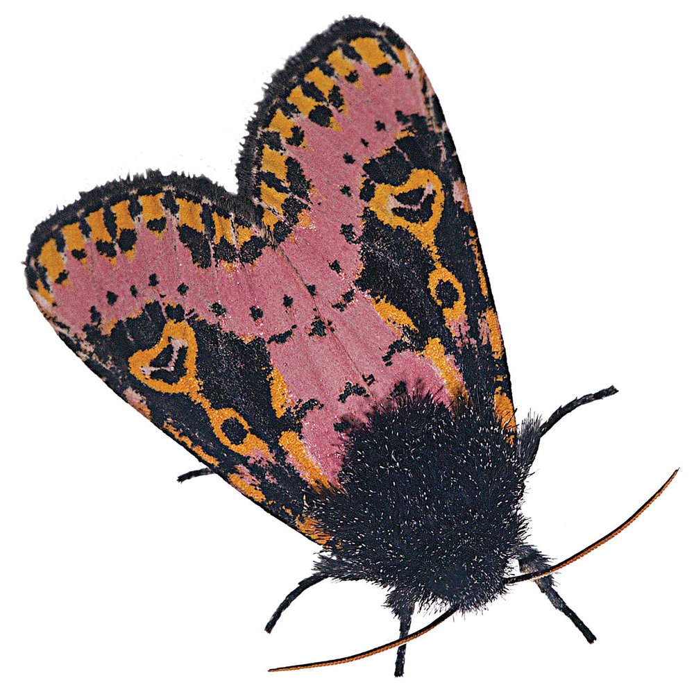 SPANISH (Xanthopastis Timais) Moth with a fuzzy black head and colorful pink, orange, and black wings