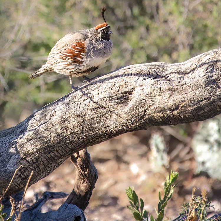 A Gambel's quail stands on a tree limb