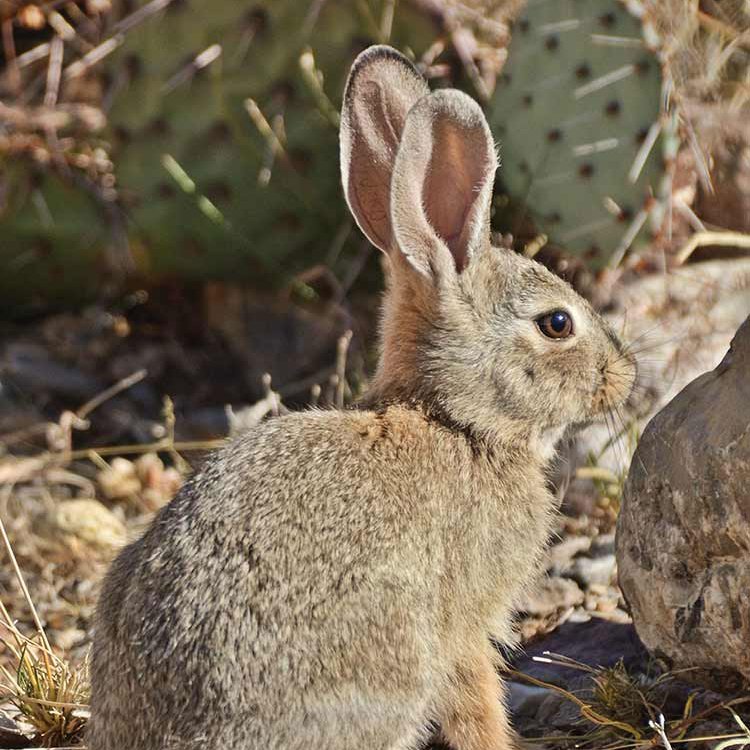A dusty brown cottontail rabbit stands in front of spiky green cactus
