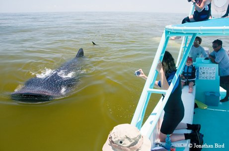 Whale shark surfacing next to a boat with people taking pictures.