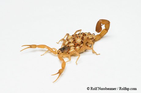 Scorpion no background