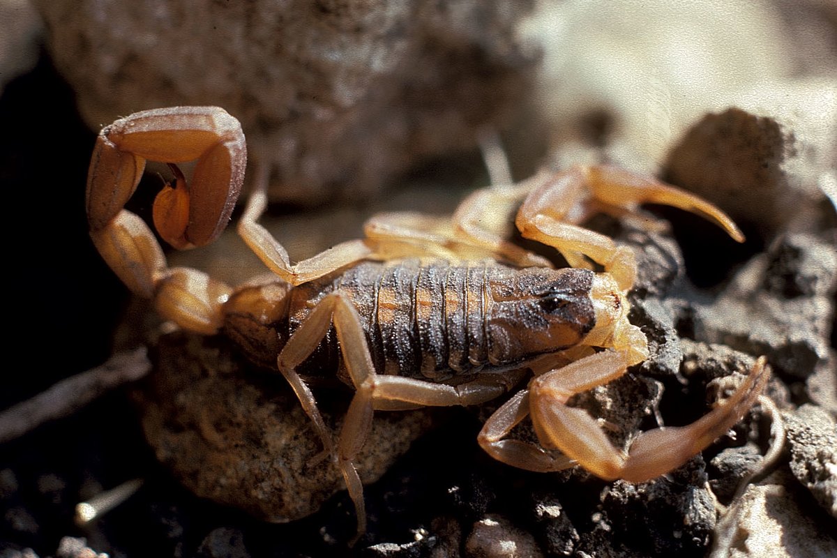 Scorpion crawling over rocks