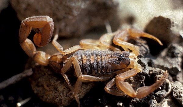Scorpion crawling over rocks