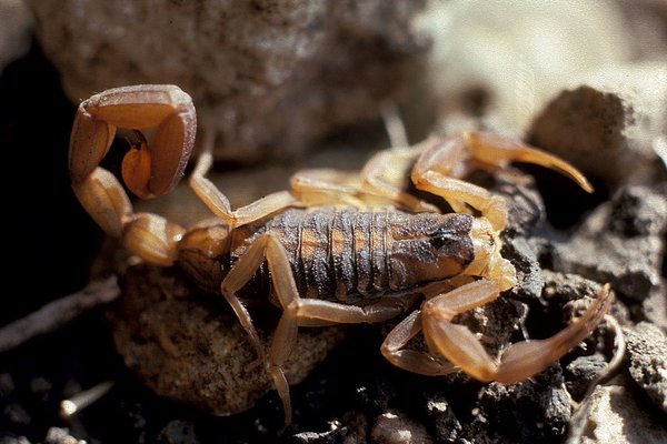 Scorpion crawling over rocks