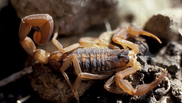 Scorpion crawling over rocks