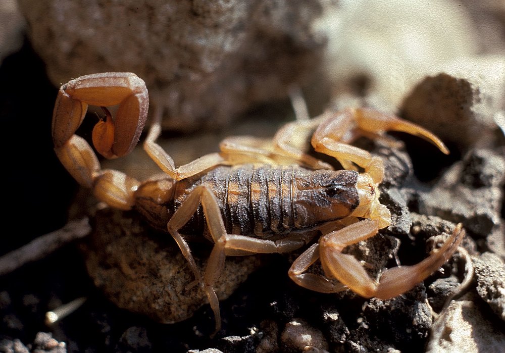 Scorpion crawling over rocks