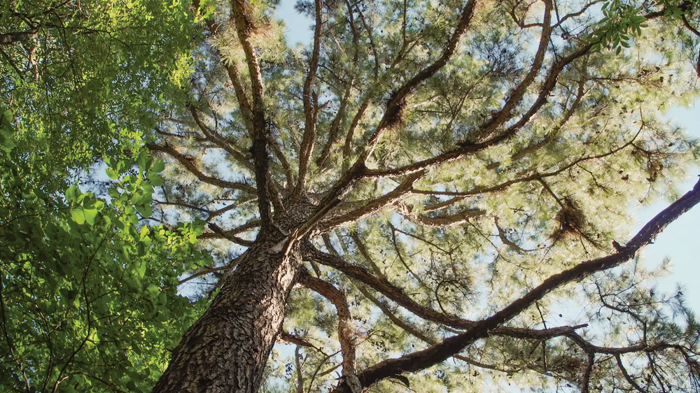 A picture looking up at the tree canopy