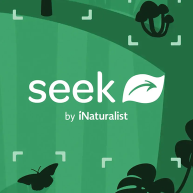 SeekApp opening screen Green background with the faded shapes of birds and plants with the Seek App logo