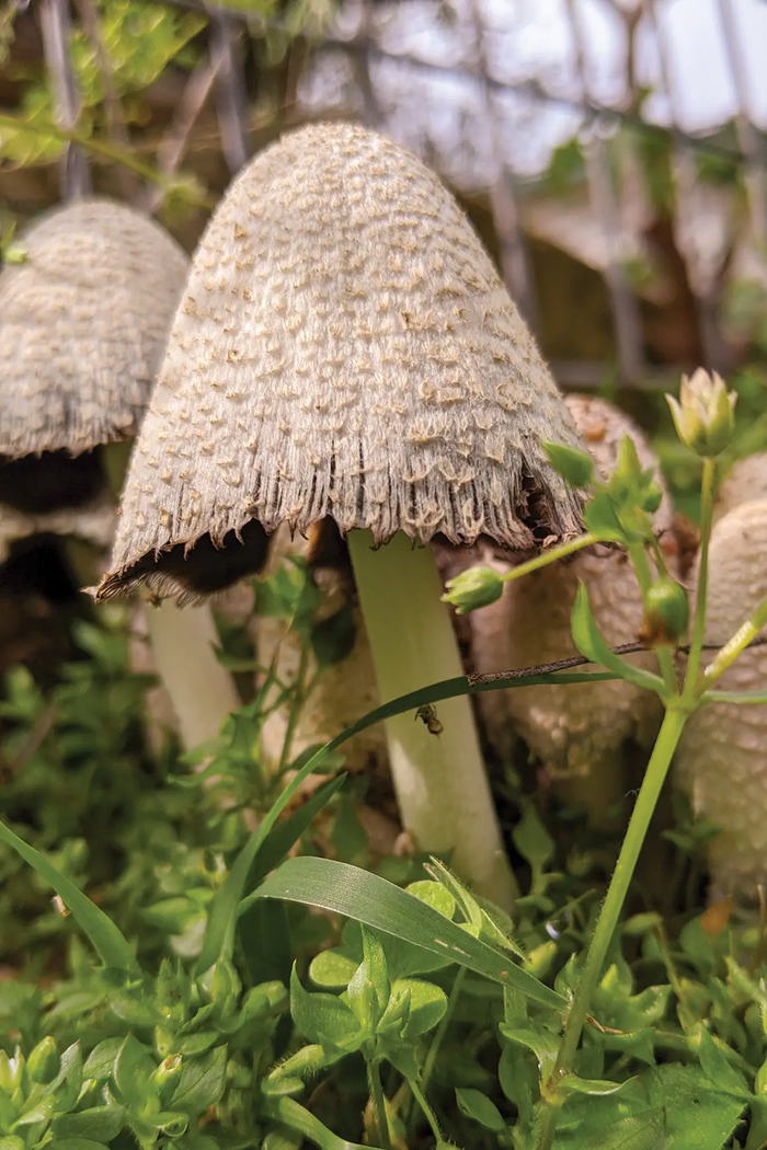 Shaggy Mane with hair-like scales on the mushroom cap
