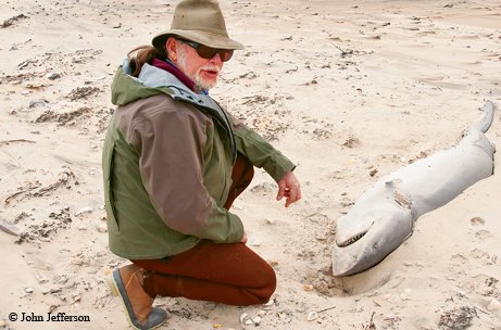 Shark Beached on Padre Island with Billy Sandifer