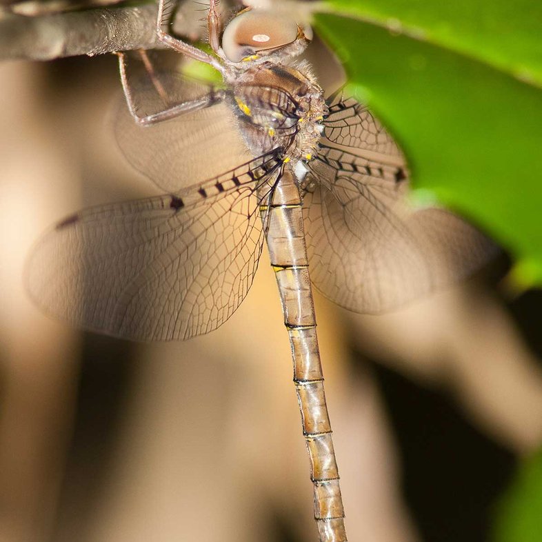 Smoky-Shadowdragon dragonfly on a branch with green and brown leaves