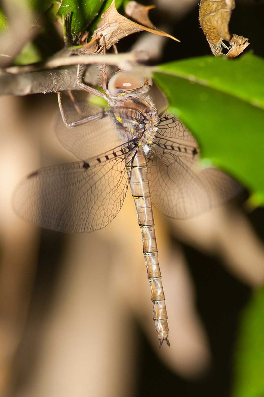 Smoky-Shadowdragon dragonfly on a branch with green and brown leaves