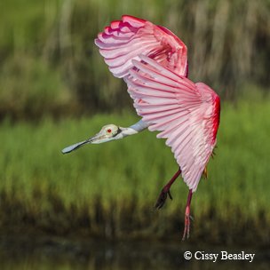 Spoonbill Roseate landing in the marsh