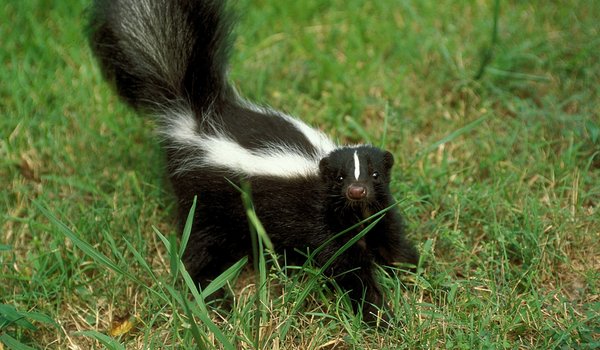 Striped Skunk in the grass