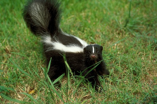Striped Skunk in the grass