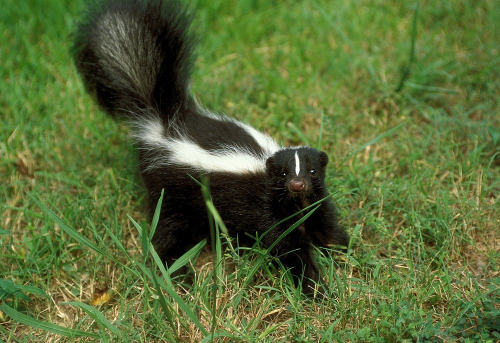 Striped Skunk in the grass