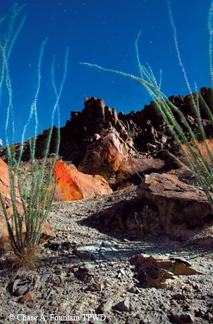 Study Butte with ocotillo plants in the foreground