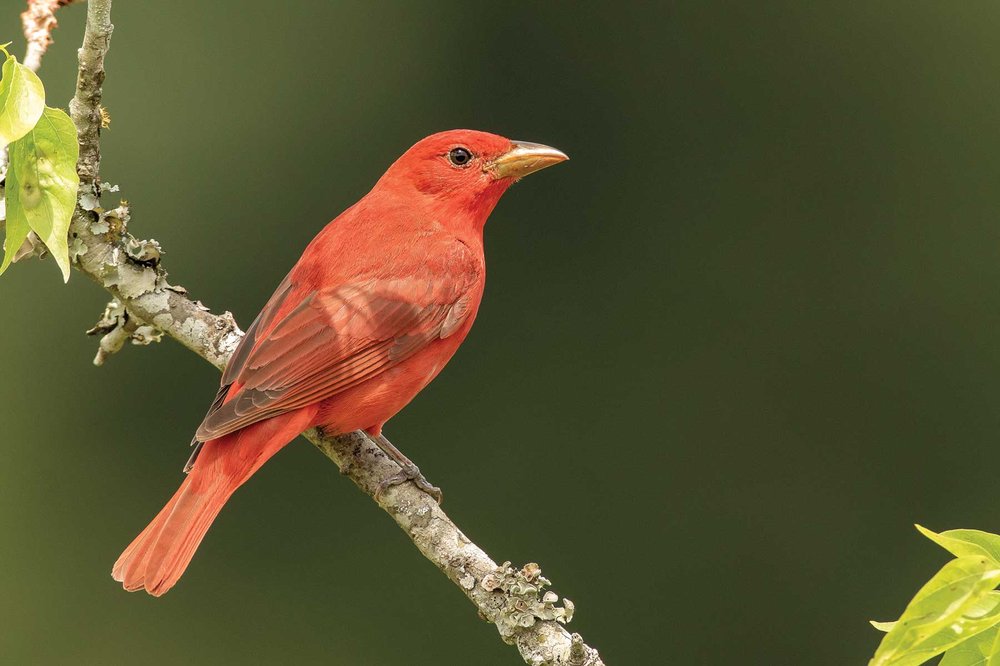 Summer Tanager on a branch
