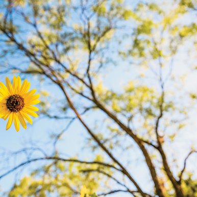 Sunflowers at Palo Pinto State Park against a blue sky