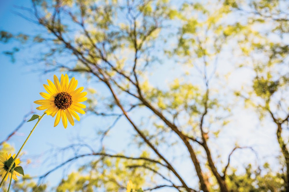 Sunflowers at Palo Pinto State Park against a blue sky