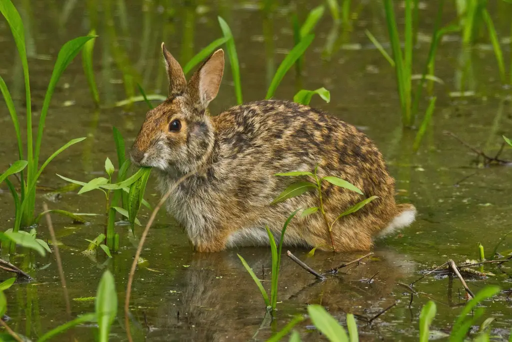 Swamp Rabbit