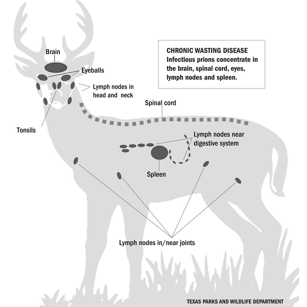 CWD Deer diagram