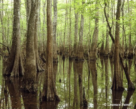 Texas Big Thicket with trees in the water