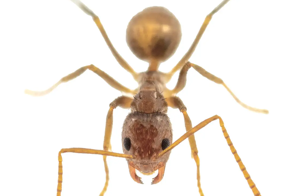 Tawny Crazy Ant (Nylanderia fulva) against a white background