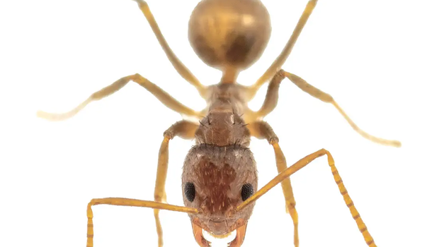 Tawny Crazy Ant (Nylanderia fulva) against a white background
