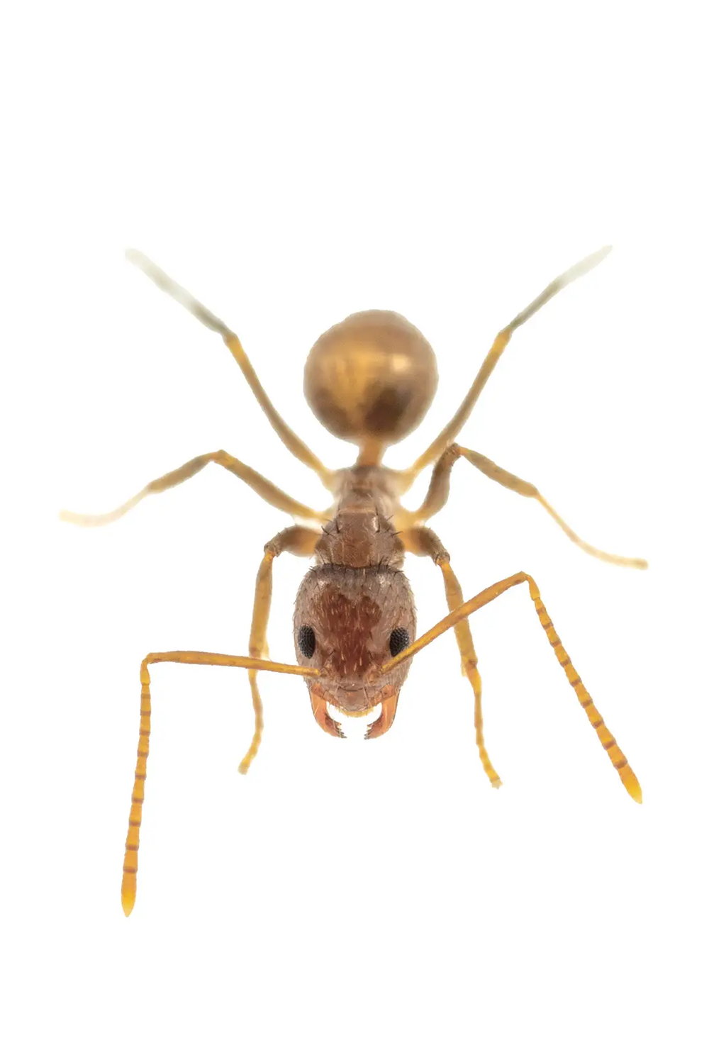Tawny Crazy Ant (Nylanderia fulva) against a white background