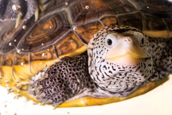 Terrapin swimming with air bubbles