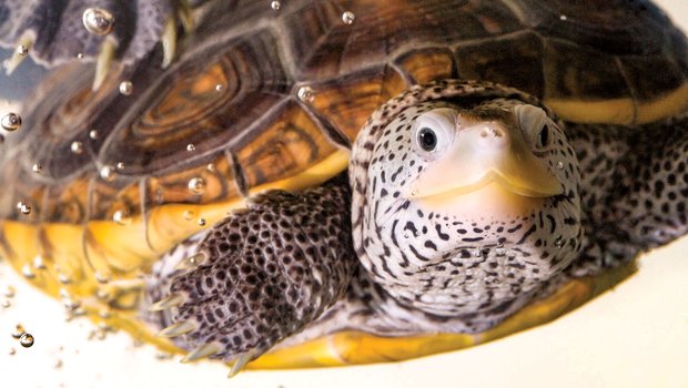 Terrapin swimming with air bubbles