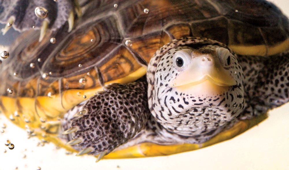 Terrapin swimming with air bubbles