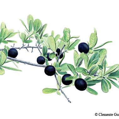 Illustration of Texas Persimmon branch with green leaves and black, tomato shaped fruits about an inch across