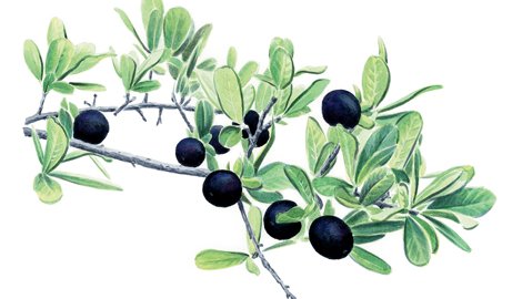 Illustration of Texas Persimmon branch with green leaves and black, tomato shaped fruits about an inch across