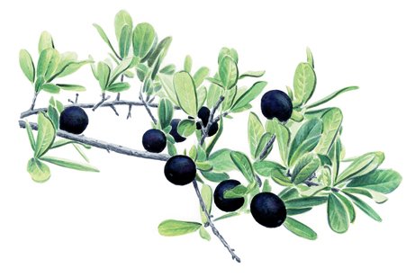 Illustration of Texas Persimmon branch with green leaves and black, tomato shaped fruits about an inch across