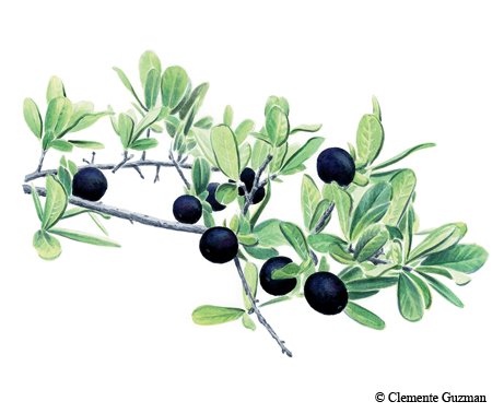 Illustration of Texas Persimmon branch with green leaves and black, tomato shaped fruits about an inch across