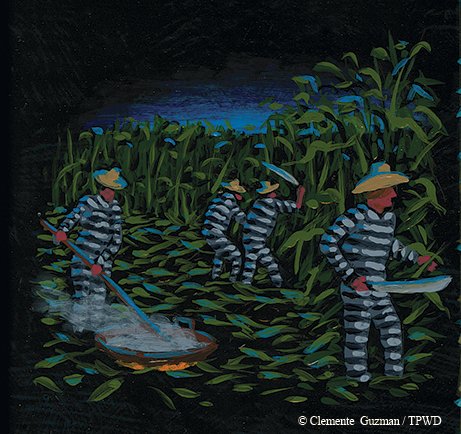 Prisoner farmers singing texas river songs as they gather the harvest
