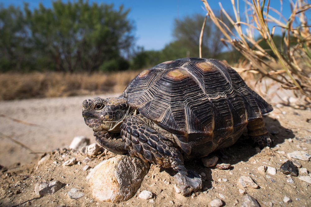 Texas Tortoise on the ground.