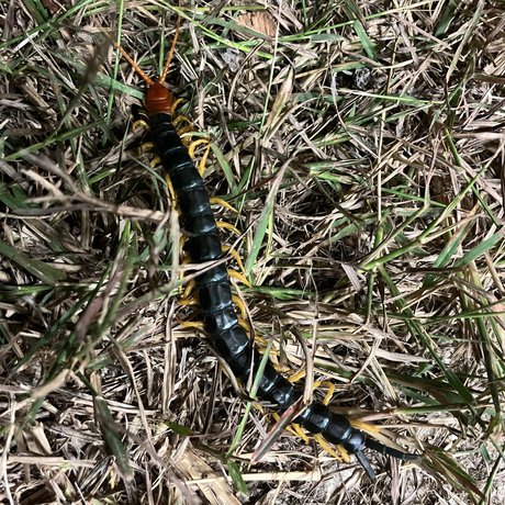Texas giant redheaded centipede in the grass  near Kerrville