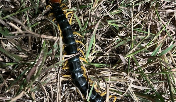 Texas giant redheaded centipede in the grass  near Kerrville