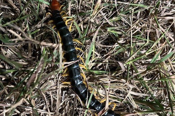 Texas giant redheaded centipede in the grass  near Kerrville
