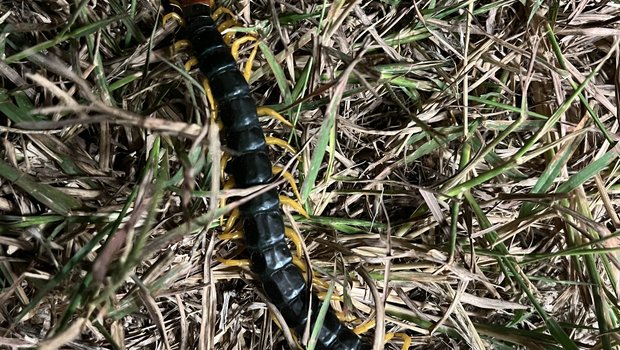 Texas giant redheaded centipede in the grass  near Kerrville
