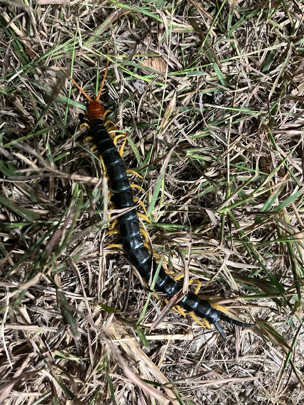 Texas giant redheaded centipede in the grass  near Kerrville