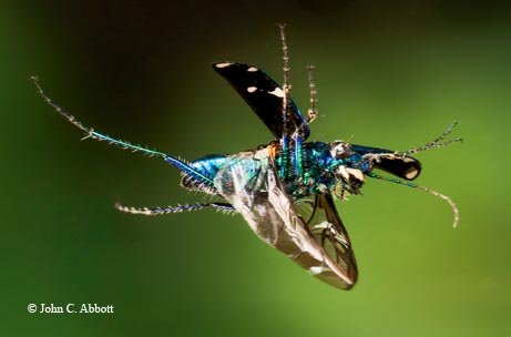 Tiger Beetle in flight