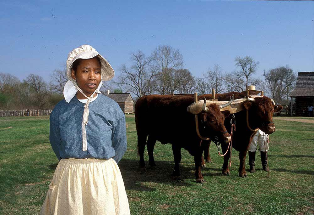 An African-american woman working as a historical reenactor in dressed 19th century clothing stands in front of yoked cattle at Washington-on-the-Brazos