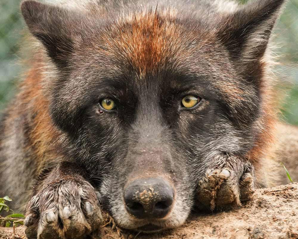 A reddish-black wolf rests his face on his front paws